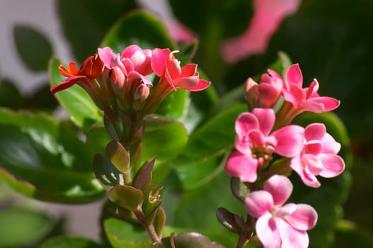 Pink doubleflowering Kalanchoe
