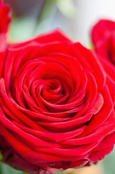 red roses