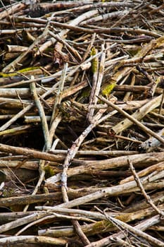 Branches