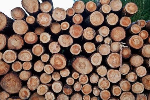 Logs