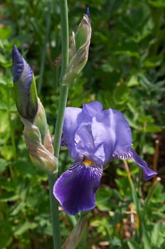 Flowering Iris