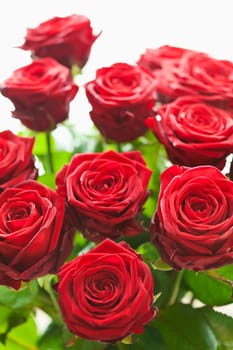 red roses
