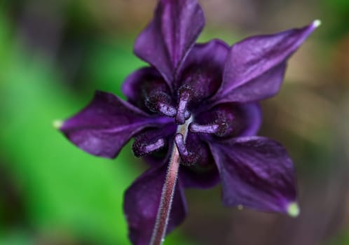 Violet aquilegia flower.