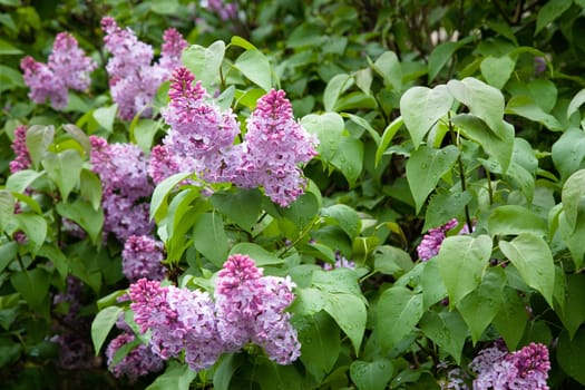 Flowering lilac in the city park. Novosibirsk, may 2007