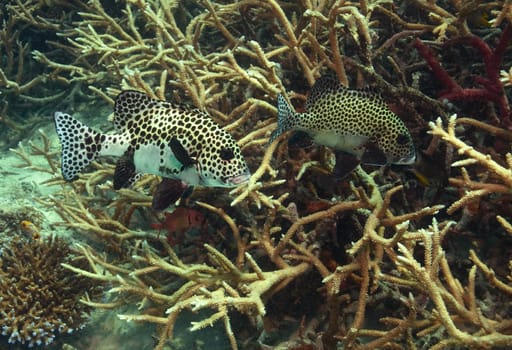 Approx. 40 cm large harlequin sweetlips in front of staghorn corals. Photographed in Sulawesi