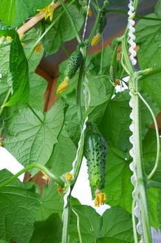Cucumber in homegarden by loggia