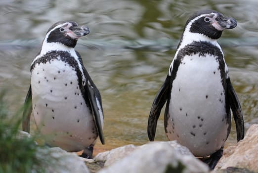 Two Humboldt penguins at Sababurg Zoo