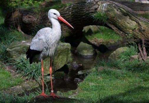 Stork