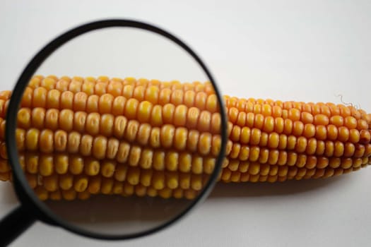 Corn is tested