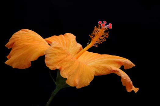 Hibiscus flower