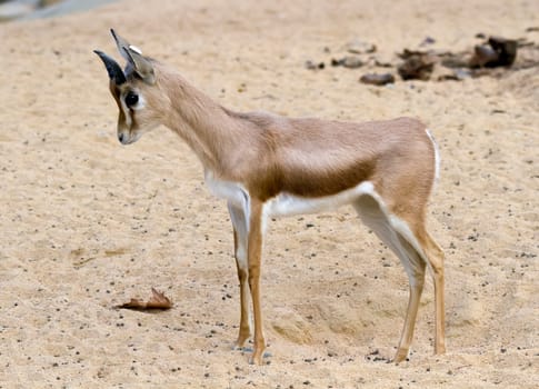 Small gazelle profile taken