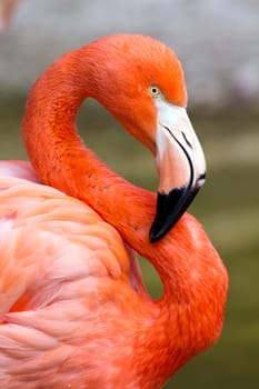 Close up shot of a flamingo profile.