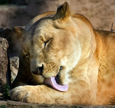 A large lioness cleans her paws with her pink tongue