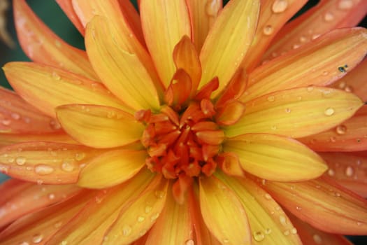 beautiful yellow-orange blossom