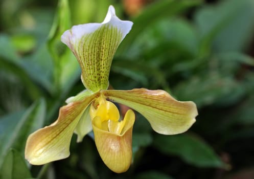 Paphiopedilum