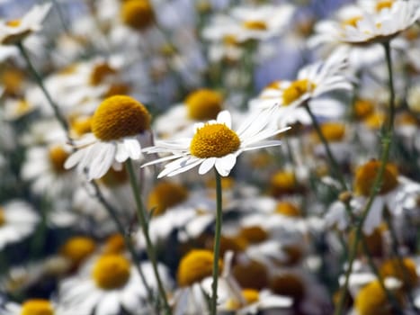 Chamomile (Matricaria chamomilla)