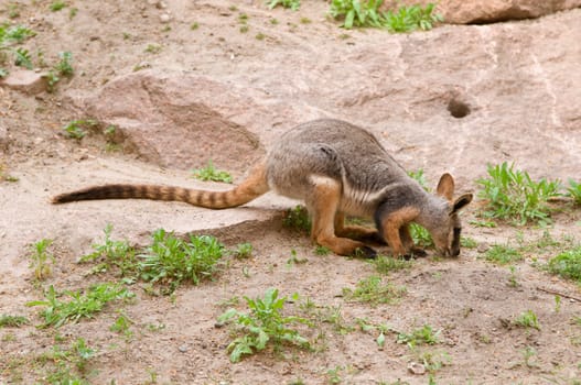 red rock kangaroo feeding between rocks and individual green plants