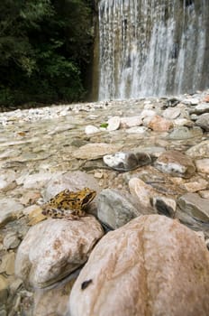 Tree frog sitting on stone in a riverbed with small waterfall in the background