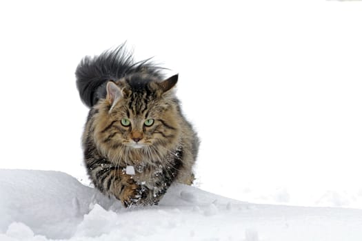 Norwegian Forest Cats Love Snow