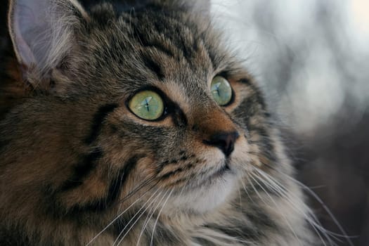 Pretty young Norwegian Forest Cat