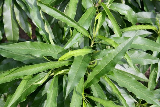 green narrow leaves in detail