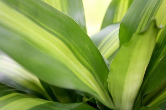 Leaves in detail from a small palm tree