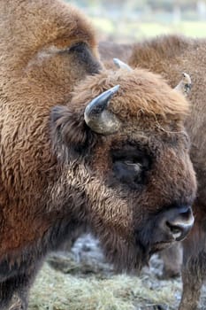 Bison at Sababurg Zoo