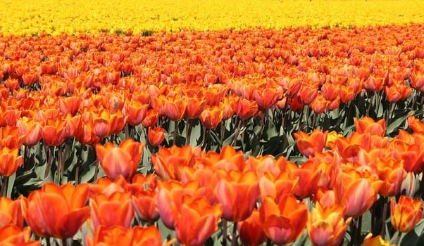 Tulip field