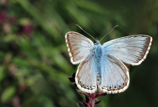Silver-green blue