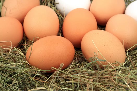Chicken eggs in hay