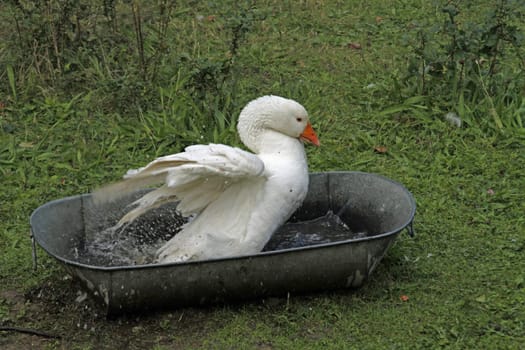 Lippe goose bathing in a tub
