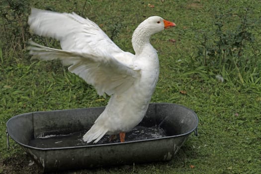 Lippe goose bathing in a tub