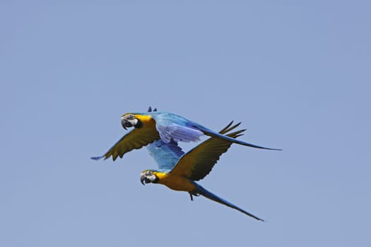 Yellow-breasted macaws