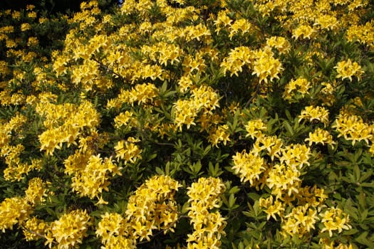 Yellow Azaleas