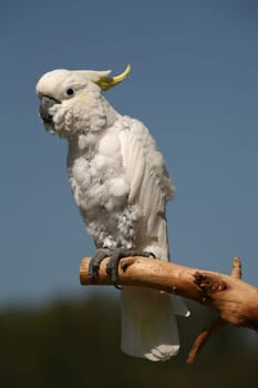Yellow-crested cockatoo