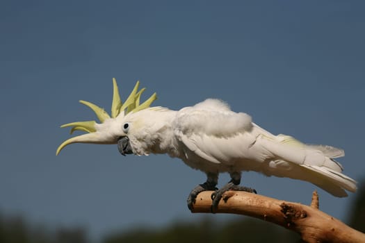 Yellow-crested cockatoo