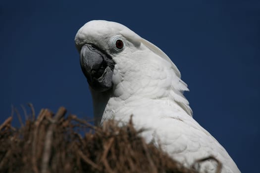 Yellow-crested cockatoo