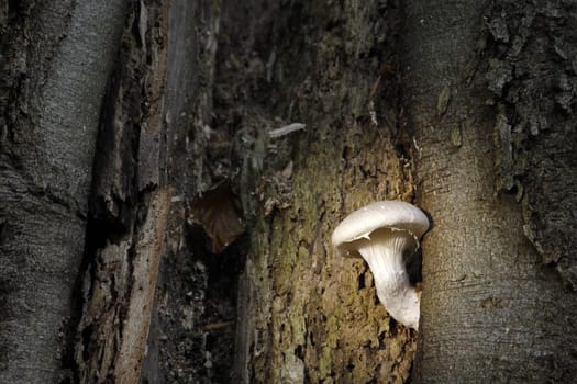 Veiled oyster