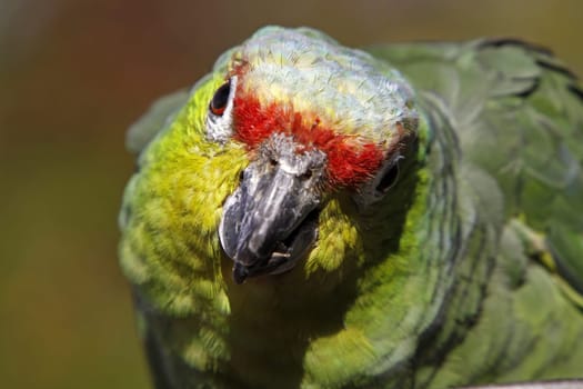 Yellow-cheeked amazon