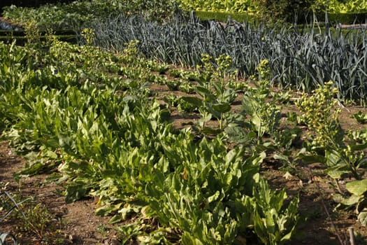 Vegetable garden