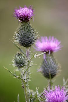 Common Scratch Thistles