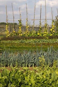 Vegetable garden