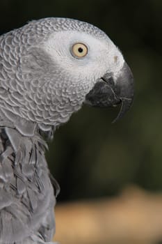 African grey parrot
