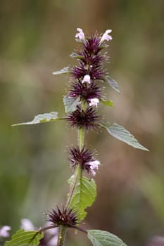 Common Hollow Tooth