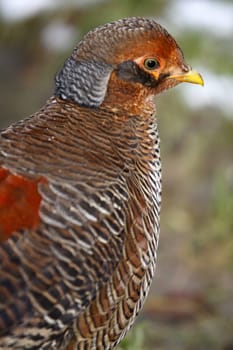 Golden Pheasant (Rooster)