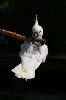 Yellow-crested cockatoo