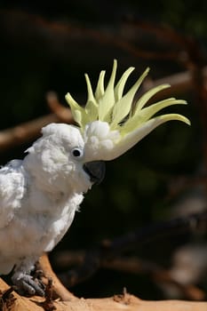 Yellow-crested cockatoo
