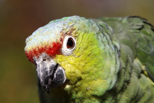Yellow-cheeked amazon