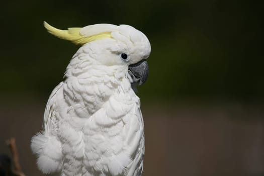 Yellow-crested cockatoo