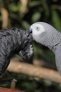 African grey parrots caring for their plumage